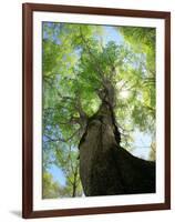 Birch Tree-null-Framed Photographic Print