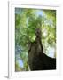 Birch Tree-null-Framed Photographic Print