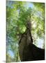 Birch Tree-null-Mounted Photographic Print