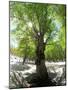 Birch Tree-null-Mounted Photographic Print