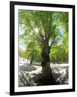 Birch Tree-null-Framed Photographic Print