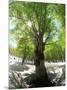 Birch Tree-null-Mounted Photographic Print