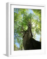 Birch Tree-null-Framed Photographic Print