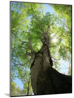 Birch Tree-null-Mounted Photographic Print