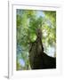 Birch Tree-null-Framed Photographic Print