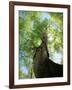 Birch Tree-null-Framed Photographic Print