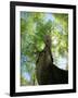 Birch Tree-null-Framed Photographic Print