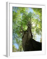 Birch Tree-null-Framed Photographic Print