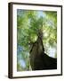 Birch Tree-null-Framed Photographic Print