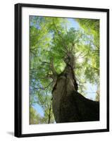 Birch Tree-null-Framed Photographic Print