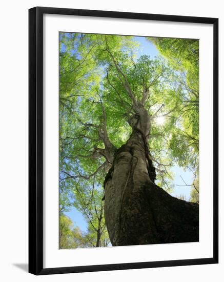 Birch Tree-null-Framed Photographic Print