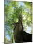 Birch Tree-null-Mounted Photographic Print