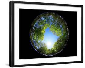 Birch Tree-null-Framed Photographic Print