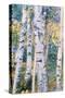 Birch Trees, 1910-Carl Larsson-Stretched Canvas