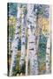 Birch Trees, 1910-Carl Larsson-Stretched Canvas