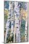 Birch Trees, 1910-Carl Larsson-Mounted Premium Giclee Print