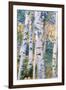 Birch Trees, 1910-Carl Larsson-Framed Giclee Print