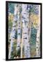 Birch Trees, 1910-Carl Larsson-Framed Giclee Print