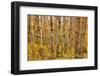 Birch Trees, Acadia-Michael Hudson-Framed Giclee Print