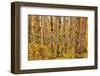 Birch Trees, Acadia-Michael Hudson-Framed Giclee Print