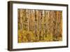 Birch Trees, Acadia-Michael Hudson-Framed Giclee Print