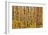 Birch Trees, Acadia-Michael Hudson-Framed Giclee Print