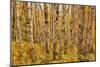 Birch Trees, Acadia-Michael Hudson-Mounted Giclee Print