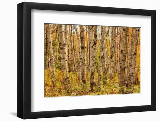 Birch Trees, Acadia-Michael Hudson-Framed Art Print
