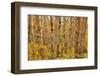 Birch Trees, Acadia-Michael Hudson-Framed Art Print