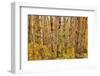 Birch Trees, Acadia-Michael Hudson-Framed Art Print