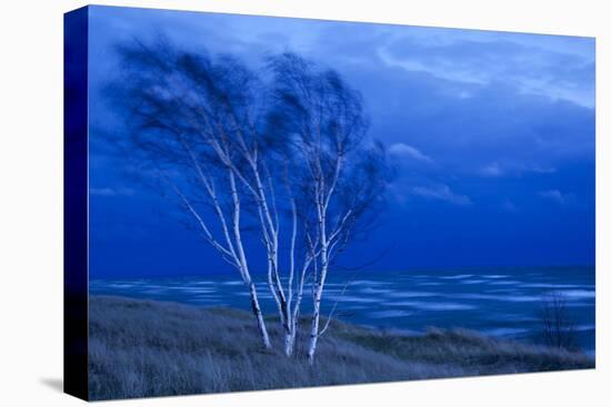 Birch Trees Along Lake Michigan at Dusk-null-Stretched Canvas