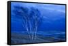 Birch Trees Along Lake Michigan at Dusk-null-Framed Stretched Canvas