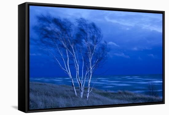 Birch Trees Along Lake Michigan at Dusk-null-Framed Stretched Canvas