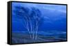 Birch Trees Along Lake Michigan at Dusk-null-Framed Stretched Canvas