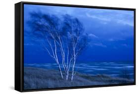 Birch Trees Along Lake Michigan at Dusk-null-Framed Stretched Canvas