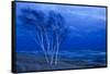 Birch Trees Along Lake Michigan at Dusk-null-Framed Stretched Canvas