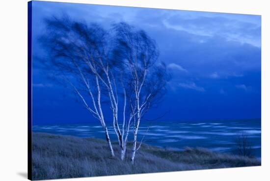 Birch Trees Along Lake Michigan at Dusk-null-Stretched Canvas