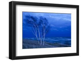 Birch Trees Along Lake Michigan at Dusk-null-Framed Premium Photographic Print