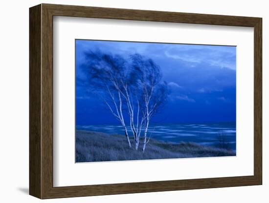 Birch Trees Along Lake Michigan at Dusk-null-Framed Photographic Print