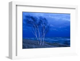 Birch Trees Along Lake Michigan at Dusk-null-Framed Photographic Print