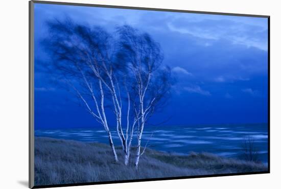 Birch Trees Along Lake Michigan at Dusk-null-Mounted Photographic Print