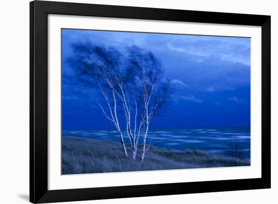 Birch Trees Along Lake Michigan at Dusk-null-Framed Photographic Print