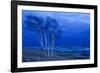 Birch Trees Along Lake Michigan at Dusk-null-Framed Photographic Print