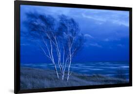 Birch Trees Along Lake Michigan at Dusk-null-Framed Photographic Print