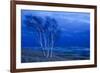 Birch Trees Along Lake Michigan at Dusk-null-Framed Photographic Print