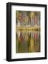 Birch trees and autumn colors on Red Jack Lake, Hiawatha National Forest, Michigan.-Adam Jones-Framed Photographic Print