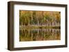 Birch Trees and Autumn Colors Reflected on Red Jack Lake, Upper Peninsula of Michigan-Adam Jones-Framed Photographic Print