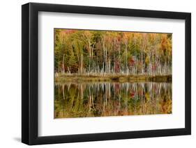 Birch Trees and Autumn Colors Reflected on Red Jack Lake, Upper Peninsula of Michigan-Adam Jones-Framed Photographic Print