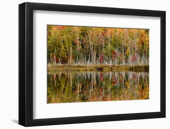 Birch Trees and Autumn Colors Reflected on Red Jack Lake, Upper Peninsula of Michigan-Adam Jones-Framed Photographic Print