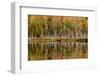 Birch Trees and Autumn Colors Reflected on Red Jack Lake, Upper Peninsula of Michigan-Adam Jones-Framed Photographic Print